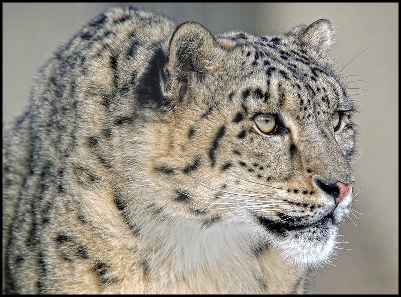 Snow Leopard