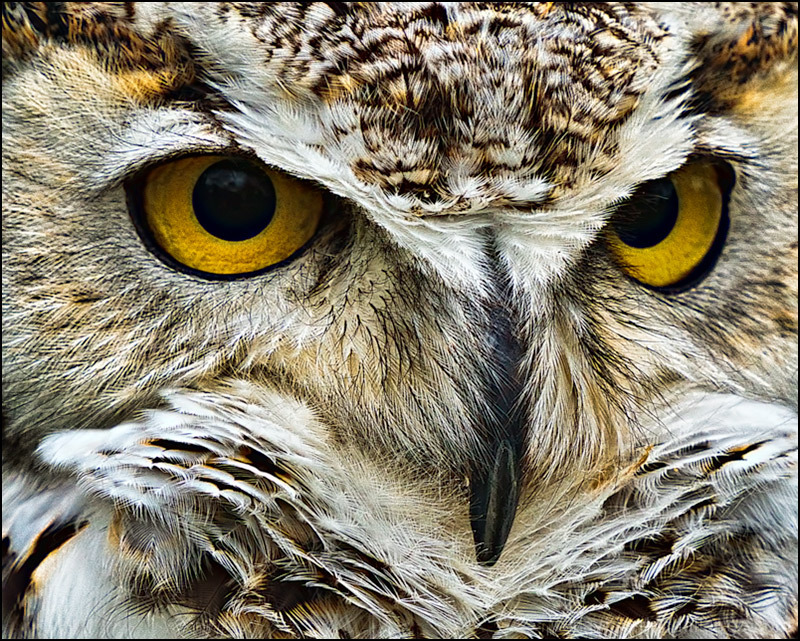 Great Horned