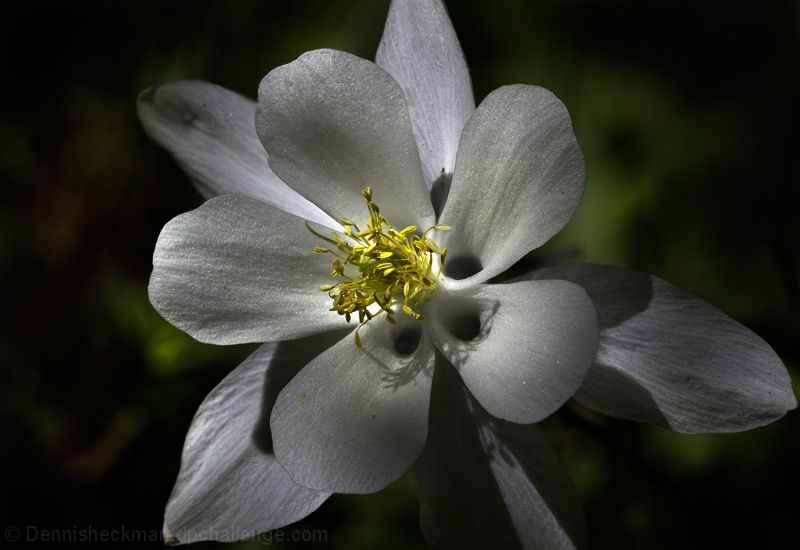 Colorado Columbine