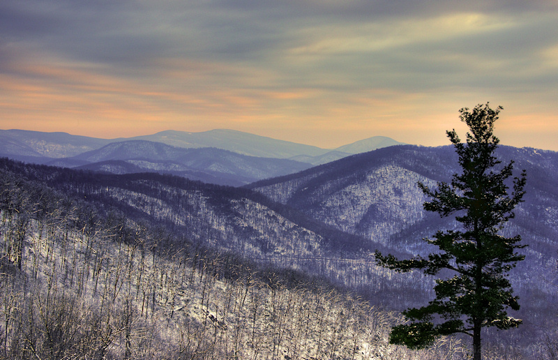 Cool Mountain Pine