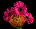 Protea by Gerbera