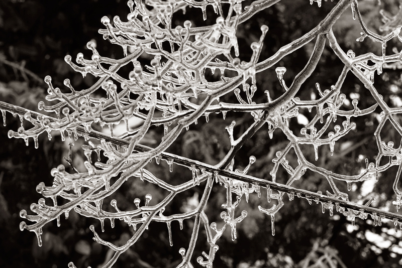 Icey Dogwood Limbs and Cable