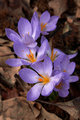 Jewels amongst the leaf litter