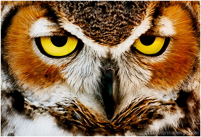 Whoooo You Looking At???