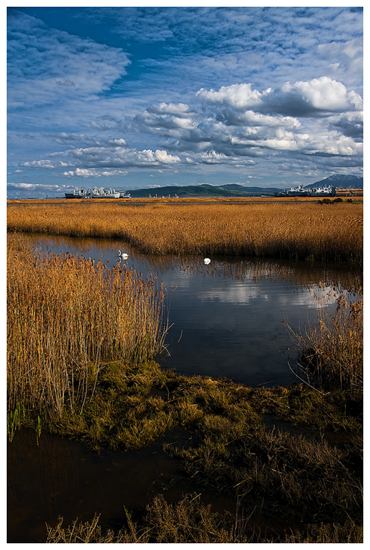 Two Swans