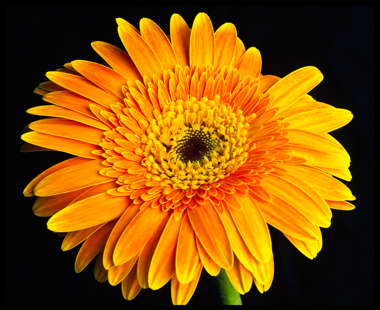 Gerbera