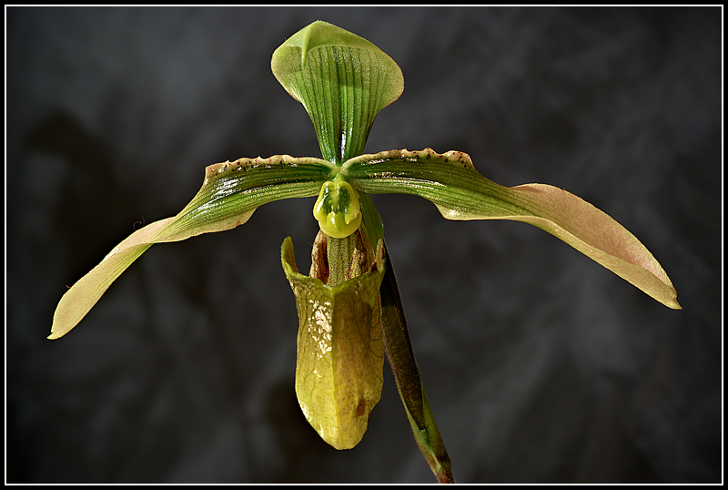 Lady Slipper Orchid