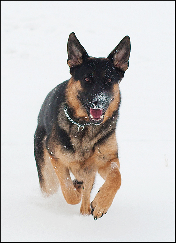 Griffin's First Snow Day!