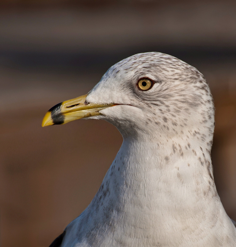 Clara, Up Close and Personal