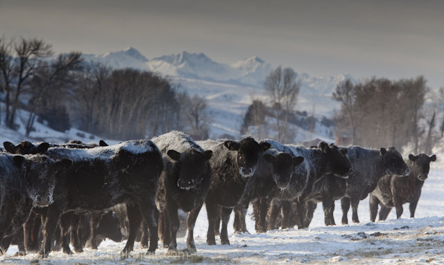 Montana Ranch,  16 Below zero