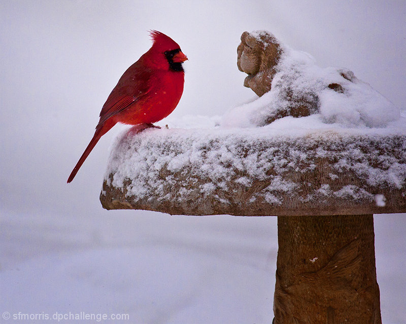 Cardinal in Snow