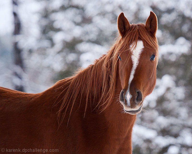 Winter Portrait