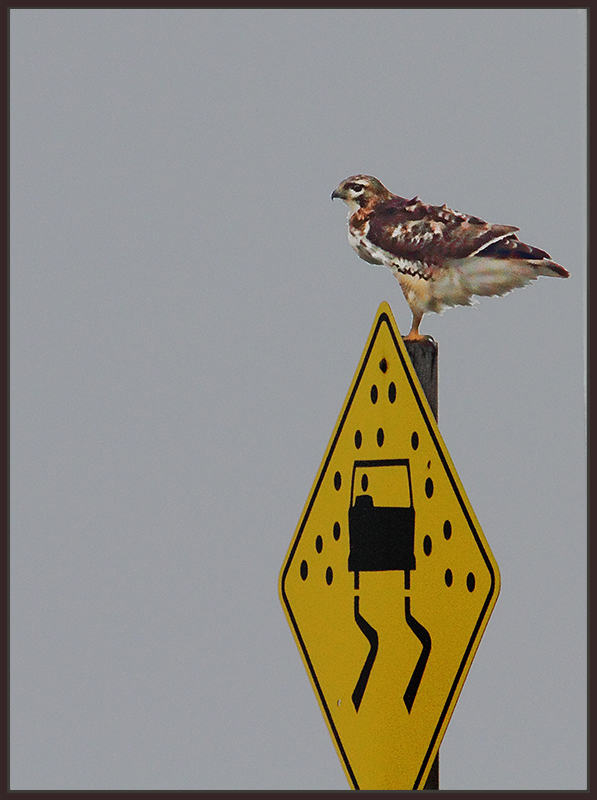 Waiting for Roadkill on a slippery road