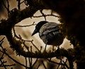 Alfred Hitchcock's "The Birds"