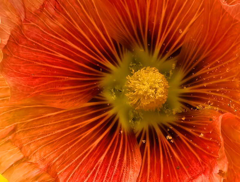 For The Bees