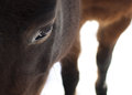Horse in thirds