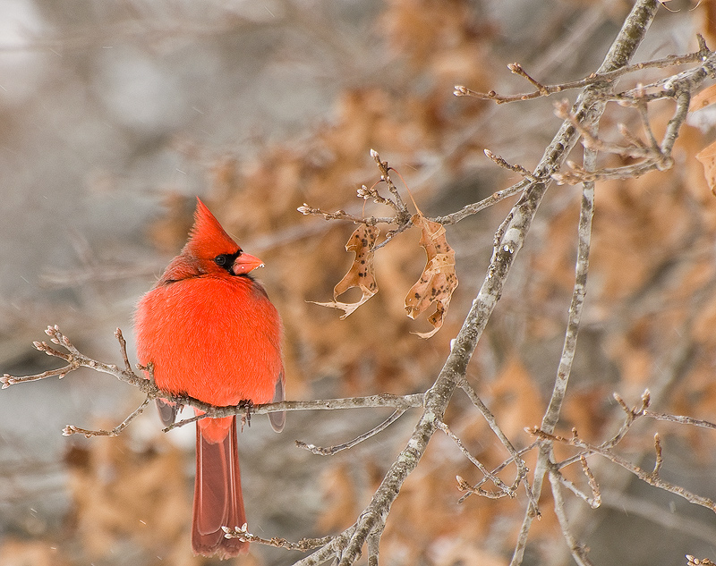The Bird From Snowy Beak