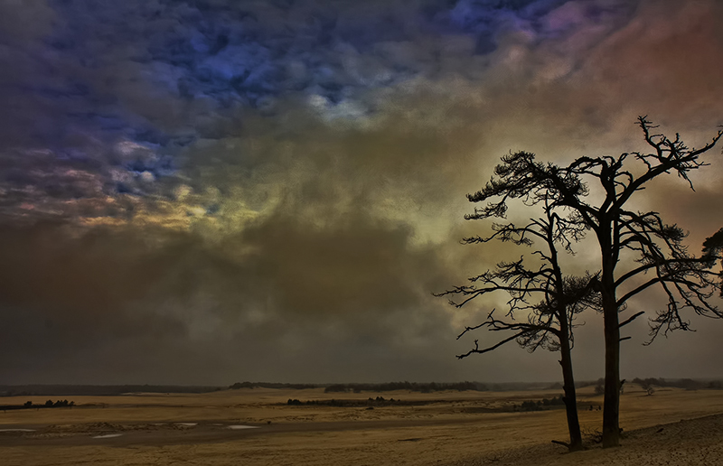 Sun behind clouds, behind tree