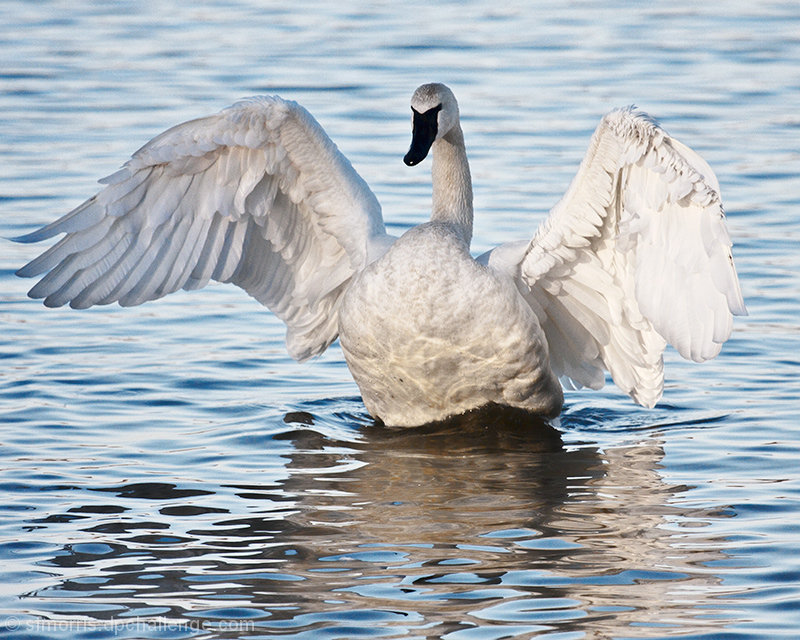 Swan Stretch