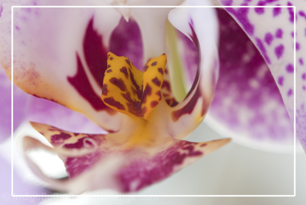 Love is the poetry of the senses.  ~Honor&eacute; de Balzac