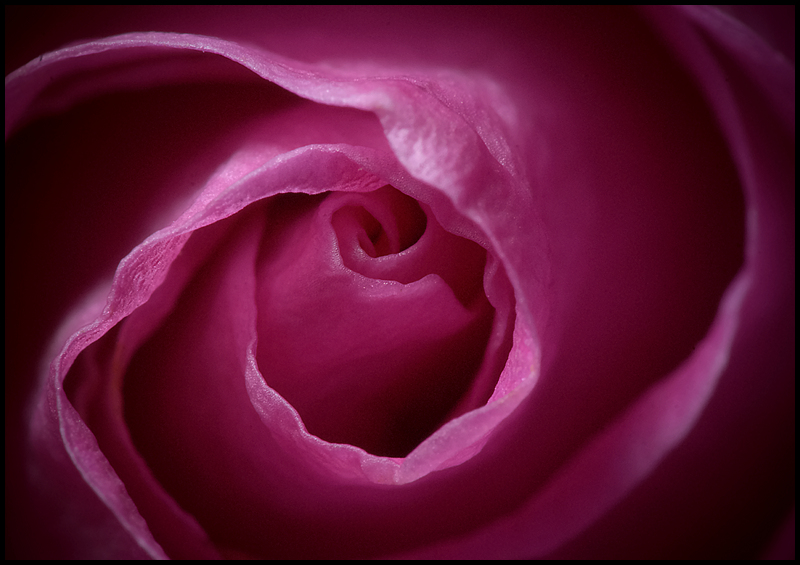 A Rose by Any Other Name...