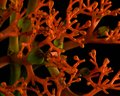 Orange and Green