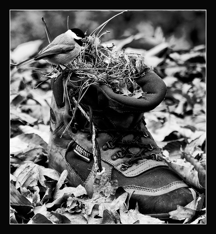 The Old Woman Who Lived in a Shoe