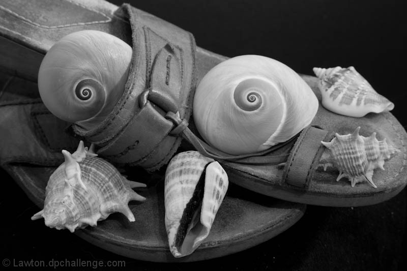 shell shoes