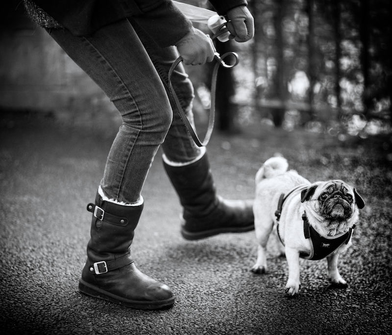 Pug Walker