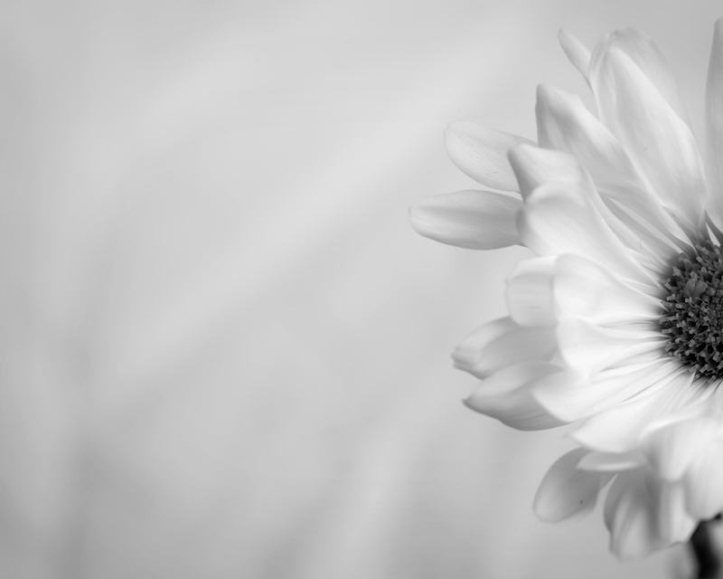 Daisy/2