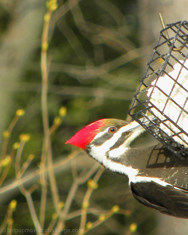 Top Half of a Woodpecker