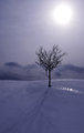 Solitary