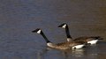 Geese on Monet Lake