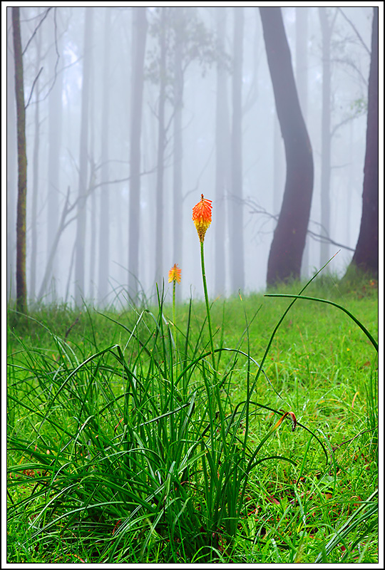 Mountain wildflowers