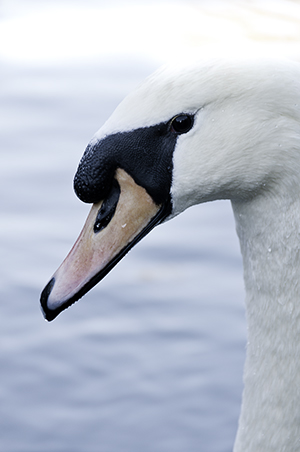 Swan