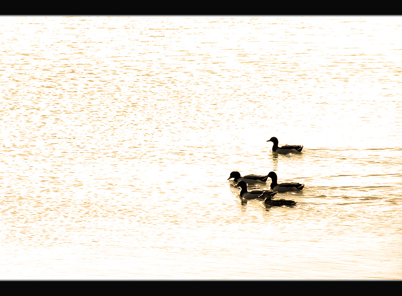 Ducks on a Pond