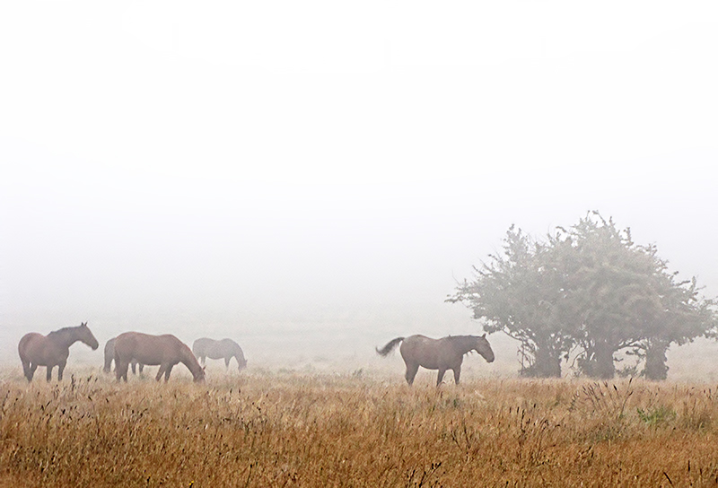 Mares in the Mist