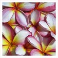 Frangipani delight