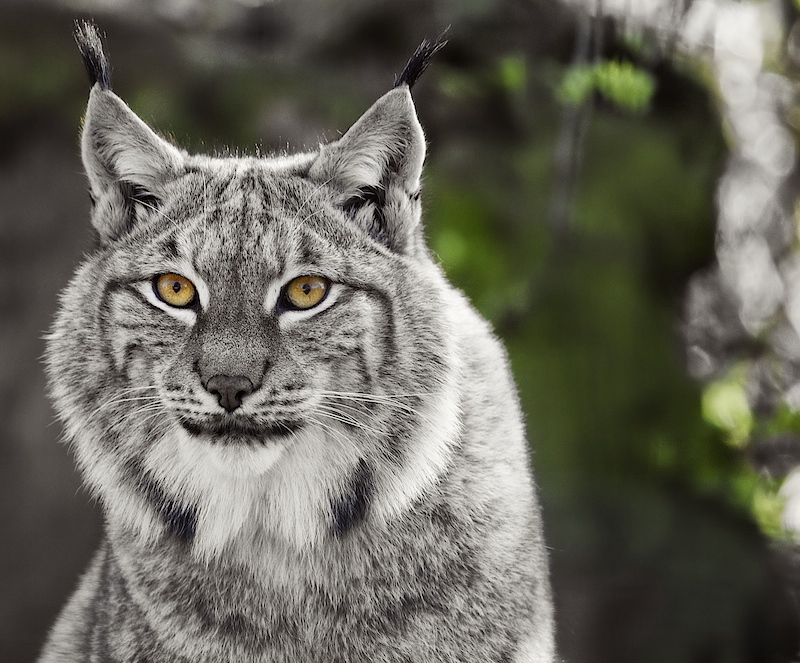 European Lynx