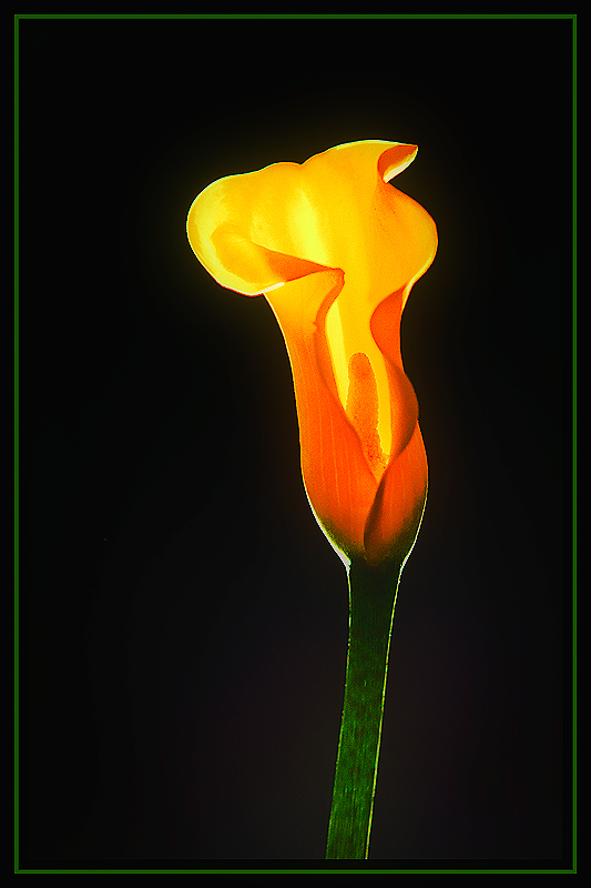 Calla Lily