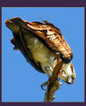 The Hierophant