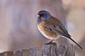 Dark Eyed Junco - Western 