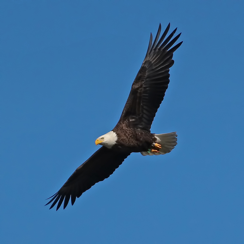 What a Feeling to Fly