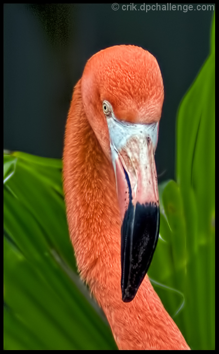 Flamingo & Palmetto