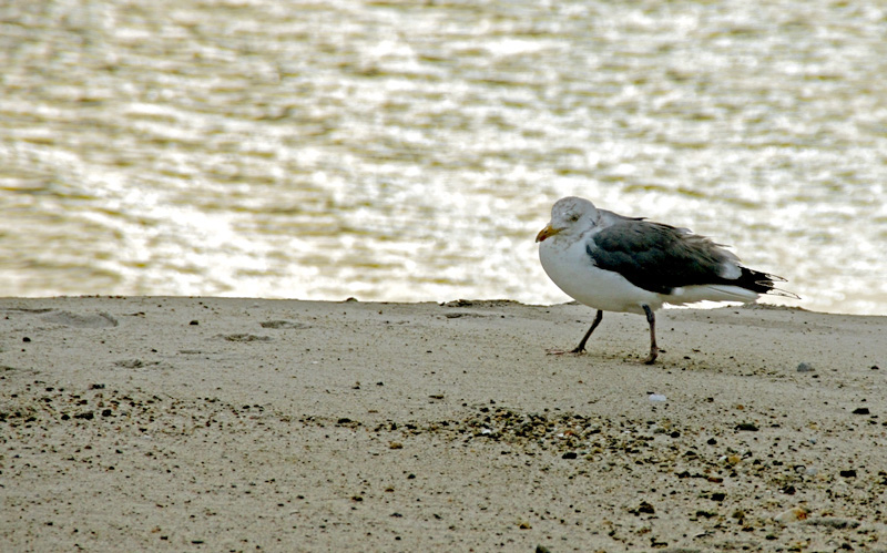 Lonely Seagull