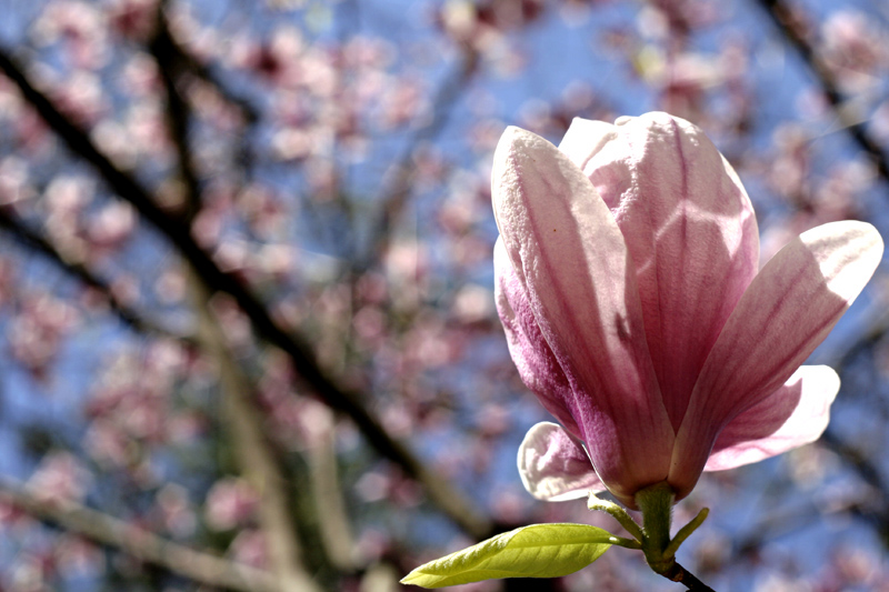 Tulip Popular