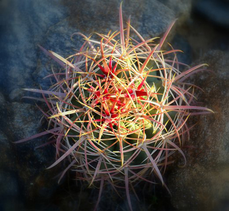 Baby Barrel Cactus