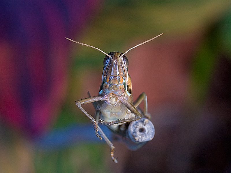 Locust