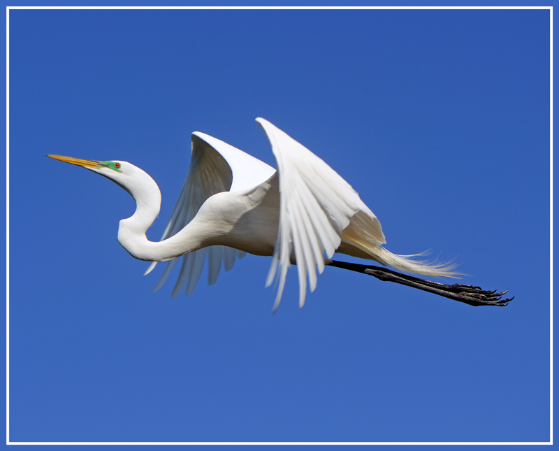 Elegant Egret