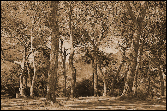 Enchanted  Forest